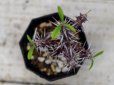 画像3: 丈夫です！　[多肉][トウダイグサ科][ユーフォルビア][花キリンタイプ]　花キリン Euphorbia milii　 (3)