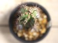 画像3: ユーフォルビアの接ぎ物に最適！探すと意外にありません！　[多肉][トウダイグサ科][ユーフォルビア][柱状タイプ]　カナリーエンシス　　墨キリン　Euphorbia canariensis　　#107     (3)