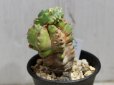 画像3: 青々してます！　[多肉][トウダイグサ科][ユーフォルビア][柱状タイプ]　フルチコーサ（閃紅閣・閃光閣）　Euphorbia　fruticosa　#046-02    