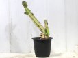 画像1: 大きめサイズ！　[多肉][トウダイグサ科][ユーフォルビア][柱状タイプ]　レストリクタ　Euphorbia restricta　その１ (1)