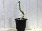 上に向かってます！　[多肉][トウダイグサ科][ユーフォルビア][柱状タイプ]　ペルシステンス　Euphorbia persistens    