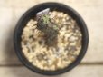 画像3: 小さめでお買い得！　[多肉][トウダイグサ科][ユーフォルビア][柱状タイプ]　アエルギノーサ　Euphorbia aeruginosa #047-01 (3)
