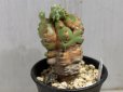 画像2: 青々してます！　[多肉][トウダイグサ科][ユーフォルビア][柱状タイプ]　フルチコーサ（閃紅閣・閃光閣）　Euphorbia　fruticosa　#046-02    