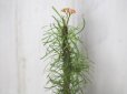 画像2: 大きめが来ました！　[多肉][トウダイグサ科][ユーフォルビア][花キリンタイプ]　ゴットルベイ　Euphorbia　gottlebei     (2)