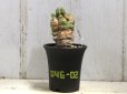 画像1: 青々してます！　[多肉][トウダイグサ科][ユーフォルビア][柱状タイプ]　フルチコーサ（閃紅閣・閃光閣）　Euphorbia　fruticosa　#046-02     (1)