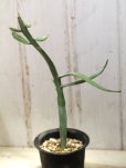 画像3: ペラペラ系！　[多肉][トウダイグサ科][ユーフォルビア][緑枝類]　硬葉キリン（ヘラサンゴ）Euphorbia xylophylloides　＃890-05     (3)