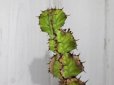 画像1: 大きめのサイズです！　[多肉][トウダイグサ科][ユーフォルビア][柱状タイプ]　春駒　(25cm）Euphorbia pseudocactus     (1)