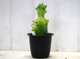 画像1: あまり見かけないノーマルです！　[多肉][トウダイグサ科][ユーフォルビア][柱状タイプ]　ラクテア　帝錦　Euphorbia lactea     (1)