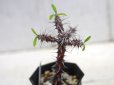 画像2: 丈夫です！　[多肉][トウダイグサ科][ユーフォルビア][花キリンタイプ]　花キリン Euphorbia milii　 (2)