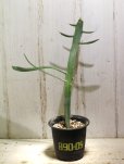 画像1: ペラペラ系！　[多肉][トウダイグサ科][ユーフォルビア][緑枝類]　硬葉キリン（ヘラサンゴ）Euphorbia xylophylloides　＃890-05     (1)