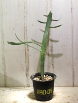 ペラペラ系！　[多肉][トウダイグサ科][ユーフォルビア][緑枝類]　硬葉キリン（ヘラサンゴ）Euphorbia xylophylloides　＃890-05    