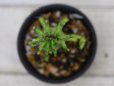 画像4: あまり見かけないノーマルです！　[多肉][トウダイグサ科][ユーフォルビア][柱状タイプ]　ラクテア　帝錦　Euphorbia lactea     (4)