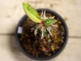 画像3: 葉が大きく立派です！　[多肉][トウダイグサ科][ユーフォルビア][花キリンタイプ]　噴火竜　ヴィグエリー　Mサイズ　Euphorbia viguieri　#108-01 (3)