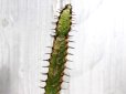 画像3: あまり見かけない種類です！　[多肉][トウダイグサ科][ユーフォルビア][柱状タイプ]　セククニエンシス　Euphorbia sekukuniensis　#01     (3)