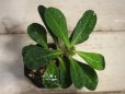 画像3: 丈夫です！　[多肉][トウダイグサ科][ユーフォルビア][花キリンタイプ]　花キリン Euphorbia milii　＃043-02 (3)