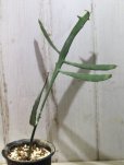 画像2: ペラペラ系！　[多肉][トウダイグサ科][ユーフォルビア][緑枝類]　硬葉キリン（ヘラサンゴ）Euphorbia xylophylloides　＃890-06     (2)
