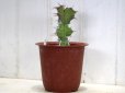画像1: 新しい刺はふにゃふにゃです！　[多肉][トウダイグサ科][ユーフォルビア][柱状タイプ]　ユーフォルビア・カクタス Euphorbia cactus     (1)