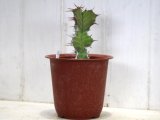 新しい刺はふにゃふにゃです！　[多肉][トウダイグサ科][ユーフォルビア][柱状タイプ]　ユーフォルビア・カクタス Euphorbia cactus    