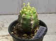 画像2: 動き始めました！　[多肉][トウダイグサ科][ユーフォルビア][柱状タイプ]　フルチコーサ（閃紅閣・閃光閣）　Euphorbia　fruticosa　#087     (2)