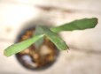 画像4: ペラペラ系！　[多肉][トウダイグサ科][ユーフォルビア][緑枝類]　硬葉キリン（ヘラサンゴ）Euphorbia xylophylloides　＃2087-02    (4)