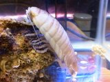 深海生物！巨大ダンゴムシ！　オオグソクムシ（大具足虫）　