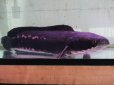 画像2: ［送料無料］　でっかい個体が入荷！　レッドスネークヘッド　成魚 (2)