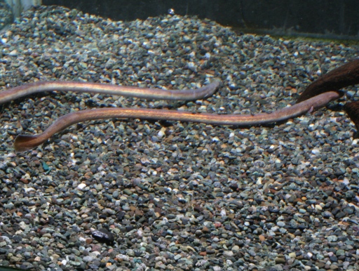 画像2: ［汽水〜海水］尻尾がオール状です！　ピンクウナギ