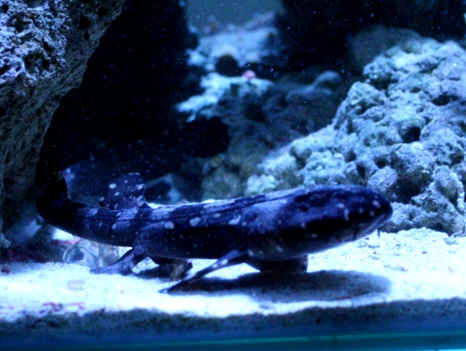 画像2: 底棲性の大人しいサメ！　シロボシテンジクザメ