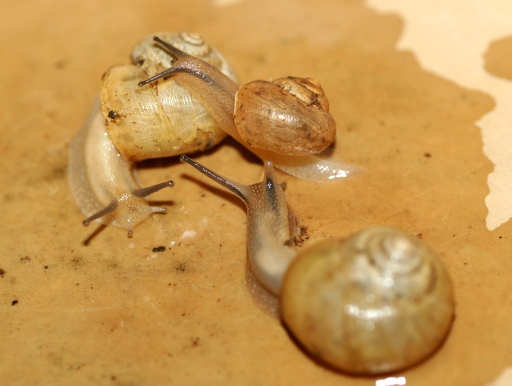 画像3: [完売です]　貝殻が薄いのが特徴です！　オキナワウスカワマイマイ