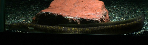画像2: 黄色みが強い個体です！　セレベスオオウナギ　約30cm