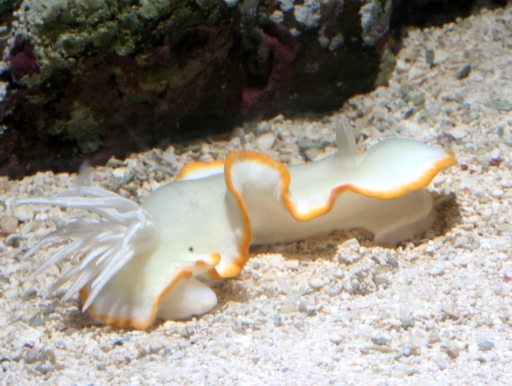 画像2: ［海水］　真っ白な体に黄色い縁取りが綺麗！　メレンゲウミウシ（グロッソドリス・パリィイダ？）