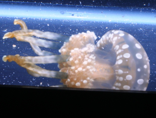 画像3: ［海水］水玉模様が大人気です！　タコクラゲ
