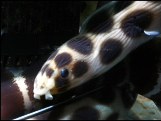 画像1: [海水]　ウミヘビ科のお魚です！ モヨウモンガラドウシ