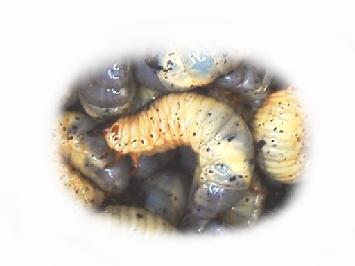 画像1: 夏の定番！カブトムシの幼虫 50匹（45匹＋補償5匹）セット