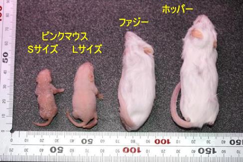 画像1: 当店でも使ってます！　　冷凍マウス（ホッパーマウス）１０匹セット（税抜＠165円/匹）    