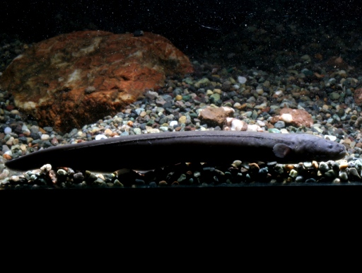 画像2: [ギムノートゥス科]　強発電魚！かわいいサイズ！　デンキウナギ