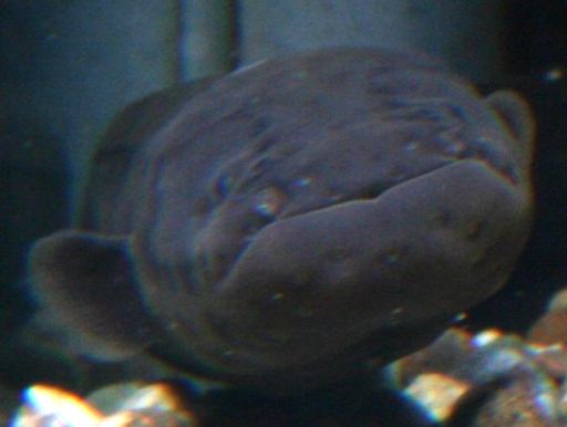 画像1: [ギムノートゥス科]　強発電魚！かわいいサイズ！　デンキウナギ