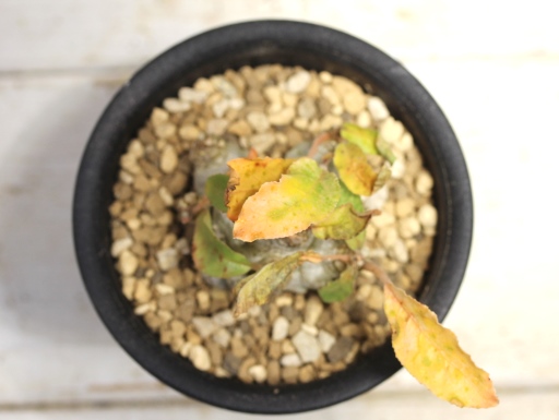 画像4: 斑入り！　ヒトデ型の花が咲きます！　[多肉][塊根][クワ科]　ドルステニア・フォエチダ(?) 　Dorstenia foetida(?)　斑入り　#021-02