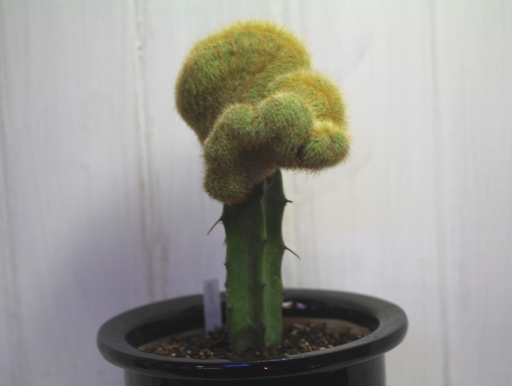 画像3: 突然変異個体！　[サボテン][柱]　金晃丸・綴化（接木）    Eriocactus leninghausii