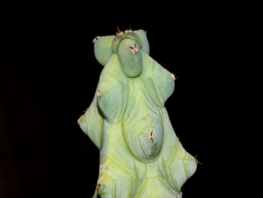 画像1: 竜神木のモンスト種！　[サボテン][柱]　福禄竜神木　ミニPOT    Myrtillocactus geometrizans cv.