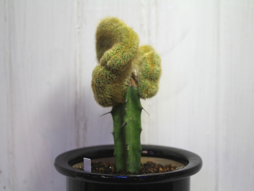 画像4: 突然変異個体！　[サボテン][柱]　金晃丸・綴化（接木）    Eriocactus leninghausii