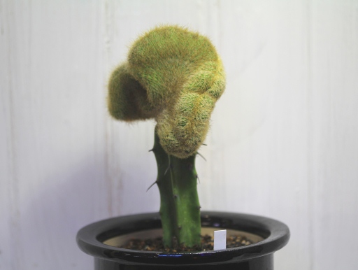 画像1: 突然変異個体！　[サボテン][柱]　金晃丸・綴化（接木）    Eriocactus leninghausii