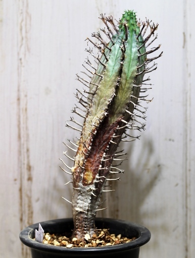 画像2: 塊根できてます！　枝が特徴的な湾曲してる個体！　[多肉][トウダイグサ科][ユーフォルビア][球状タイプ]　スーパーバリダ25cm♀　Euphorbia　valida #308