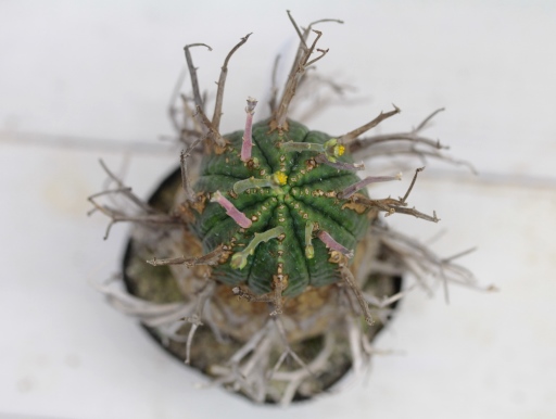画像3: 刺ではなくて花径です！　[多肉][トウダイグサ科][ユーフォルビア][球状タイプ]　スーパーバリダ　/　万代 　Euphorbia valida LLL