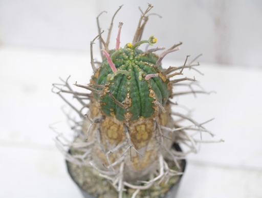 画像2: 刺ではなくて花径です！　[多肉][トウダイグサ科][ユーフォルビア][球状タイプ]　スーパーバリダ　/　万代 　Euphorbia valida LLL