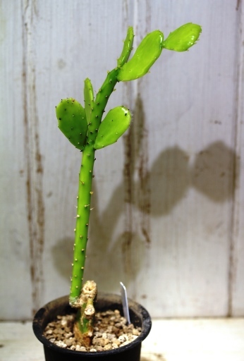 画像2: ミニ！　[サボテン][団扇]　姫団扇　Opuntia（Brasiliopuntia） brasiliensis var. minor　＃1085-10