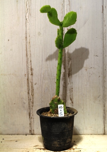 画像1: ミニ！　[サボテン][団扇]　姫団扇　Opuntia（Brasiliopuntia） brasiliensis var. minor　＃1085-10