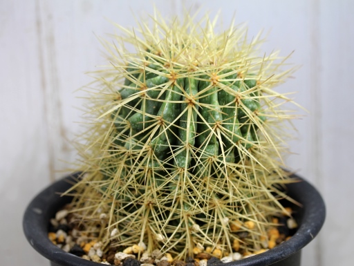 画像2: 超有名種！　[サボテン][強刺][エキノカクタス]　金鯱　Echinocactus grusonii　Mサイズ　#305