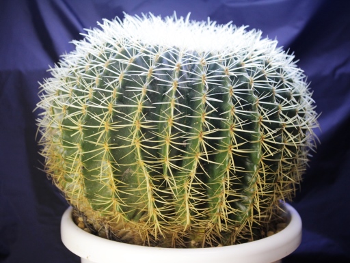 画像1: 超有名種！　[サボテン][強刺][エキノカクタス]　金鯱４０ｃｍ　Echinocactus grusonii　#200-05    