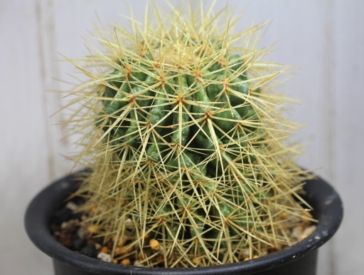 画像3: 超有名種！　[サボテン][強刺][エキノカクタス]　金鯱　Echinocactus grusonii　Mサイズ　#305